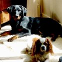 chien DM (61)